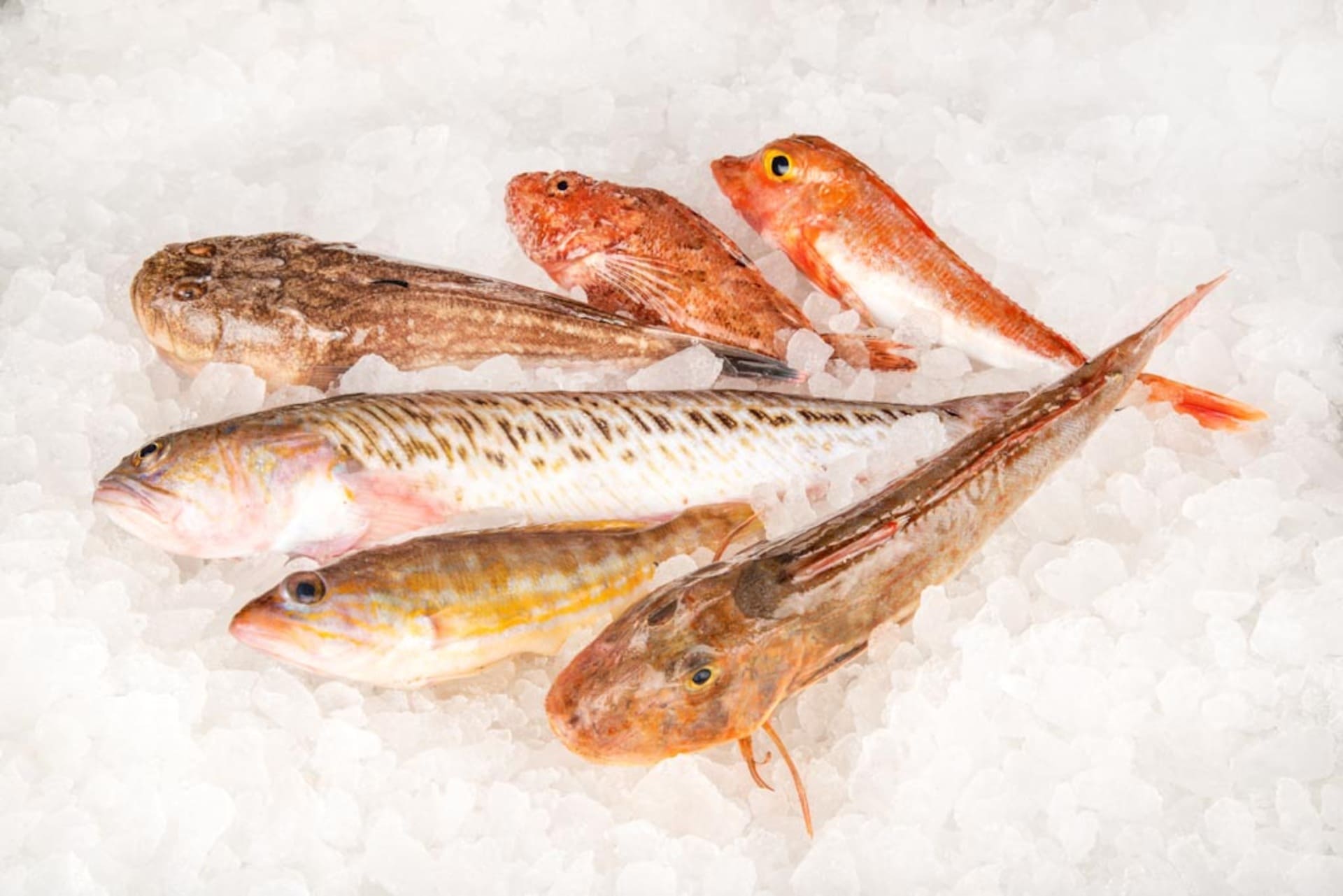 salmonetes