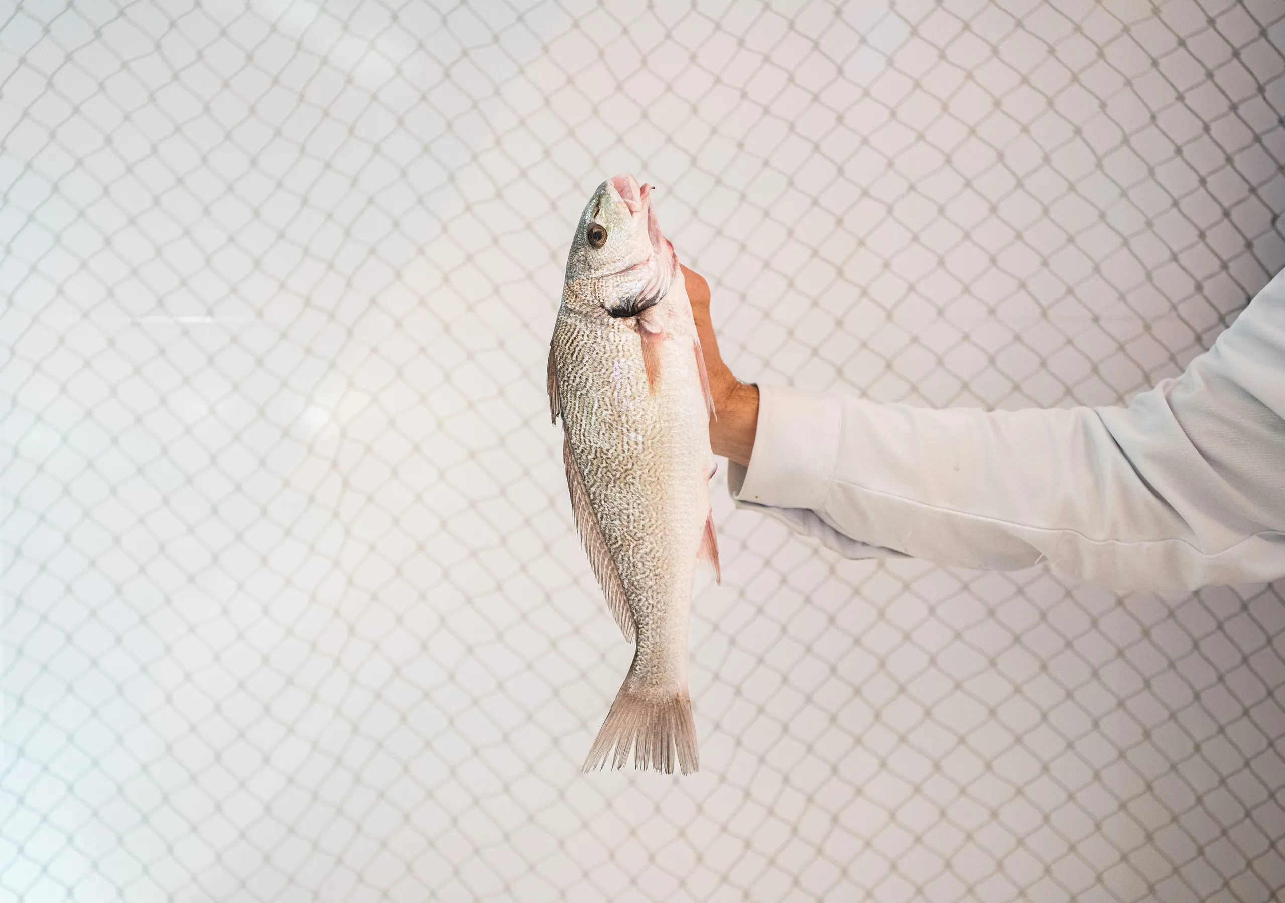 peixateria_salvatge_ribera_manero_1