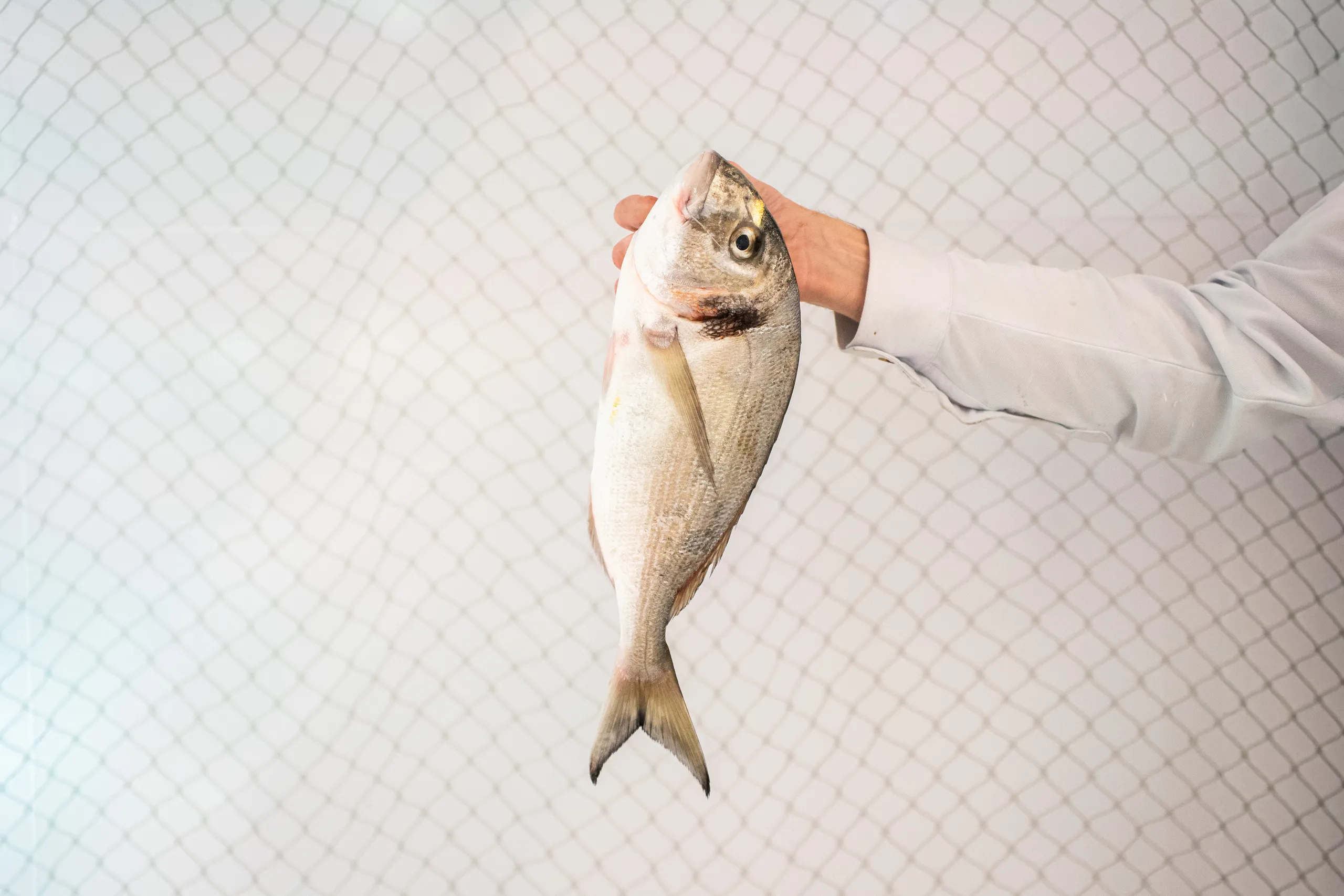 peixateria_salvatge_ribera_manero_3