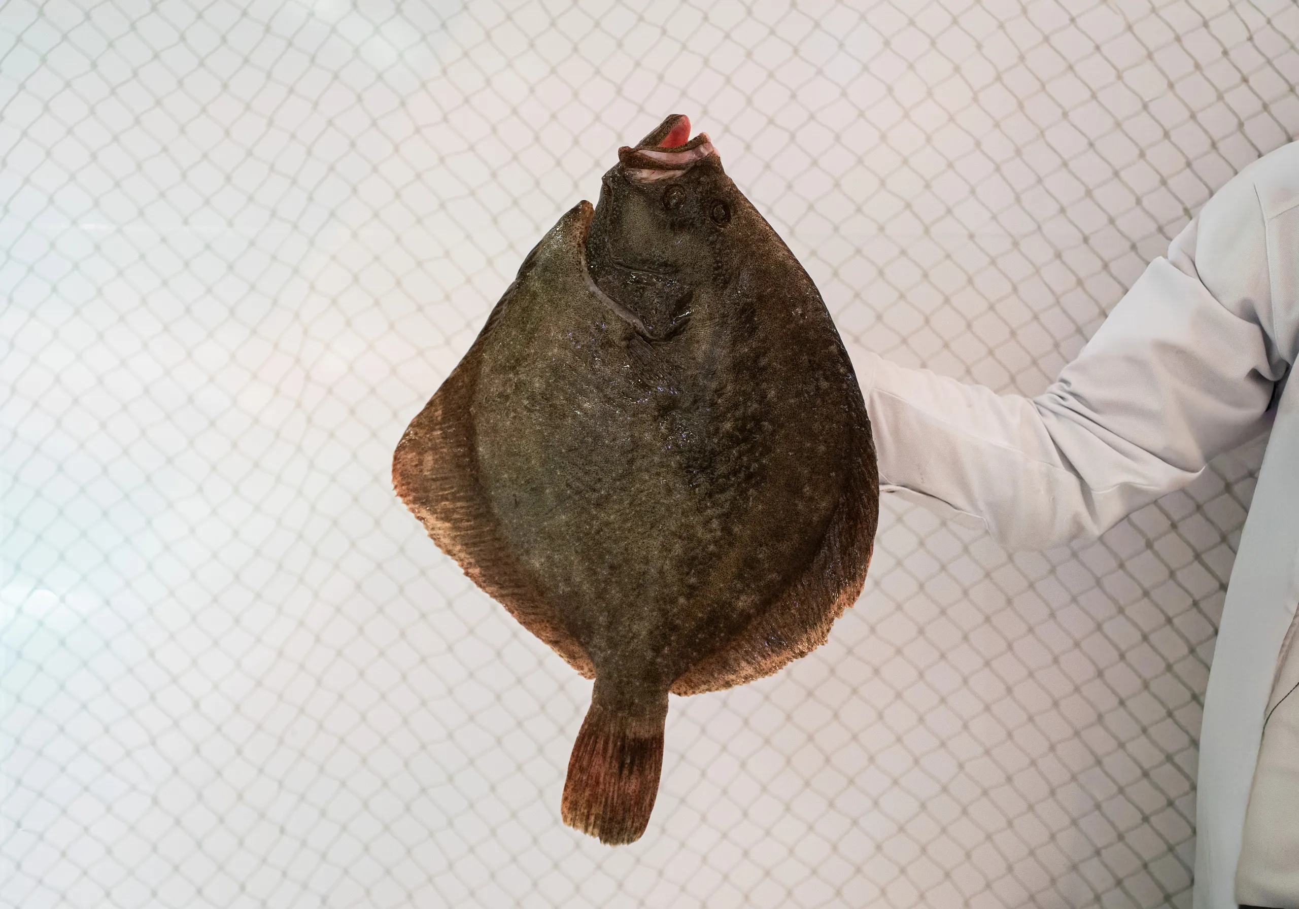 peixateria_salvatge_ribera_manero_4