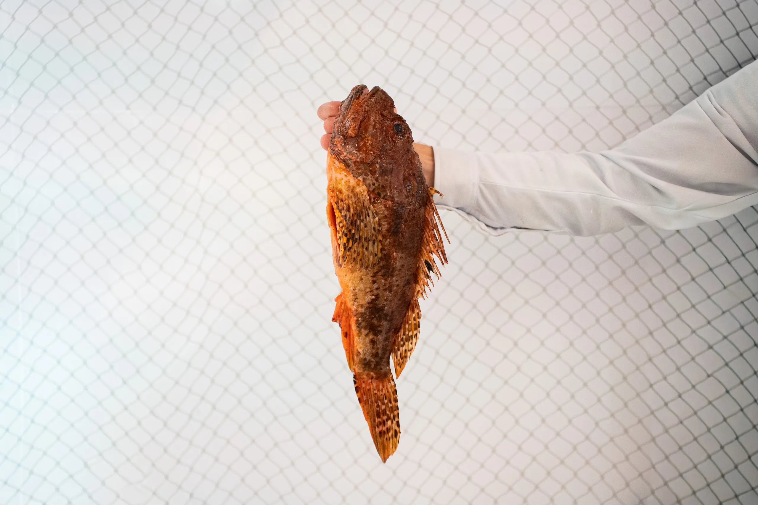 peixateria_salvatge_ribera_manero_5