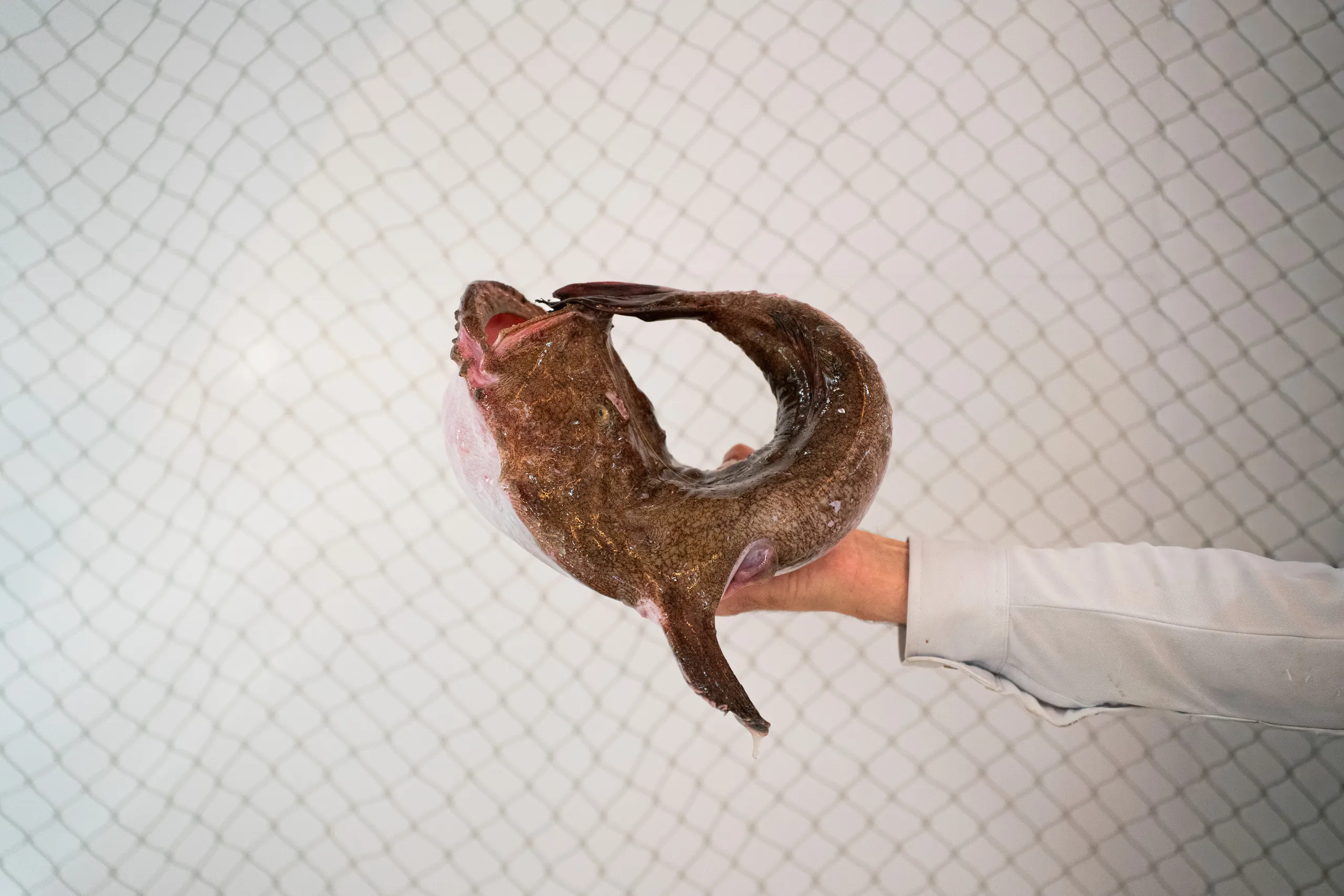 peixateria_salvatge_ribera_manero_6