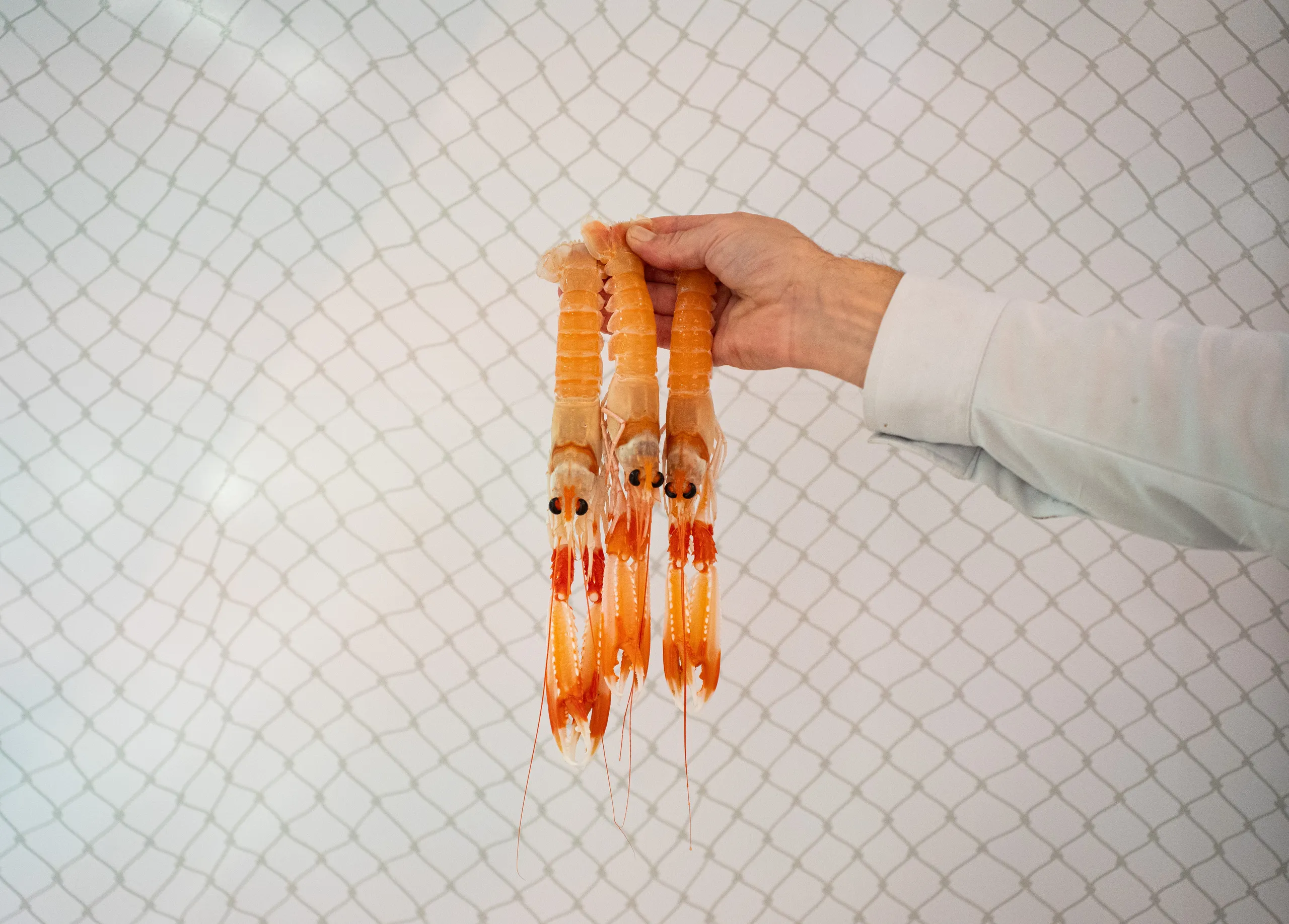 peixateria_salvatge_ribera_manero_7