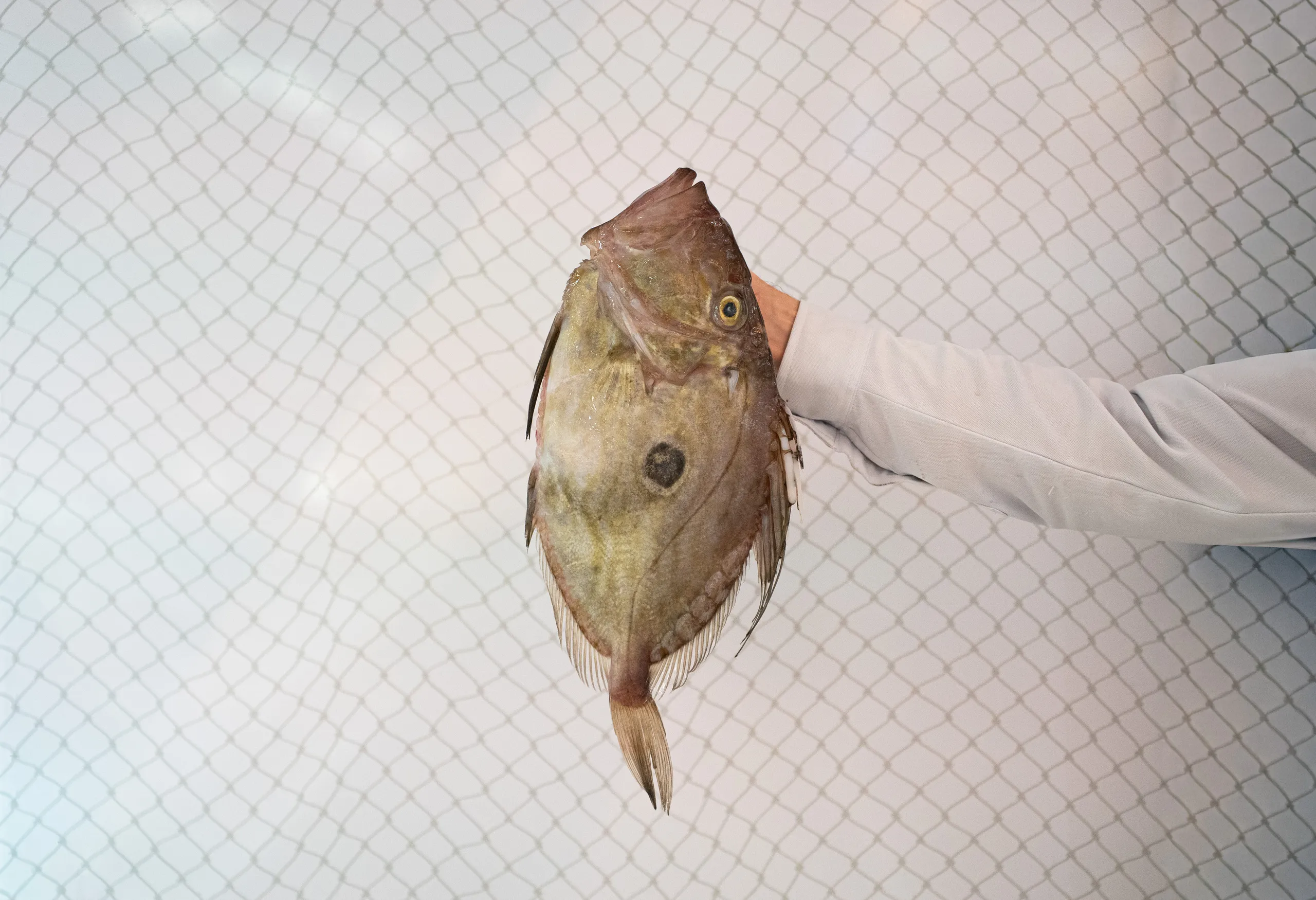 peixateria_salvatge_ribera_manero_8