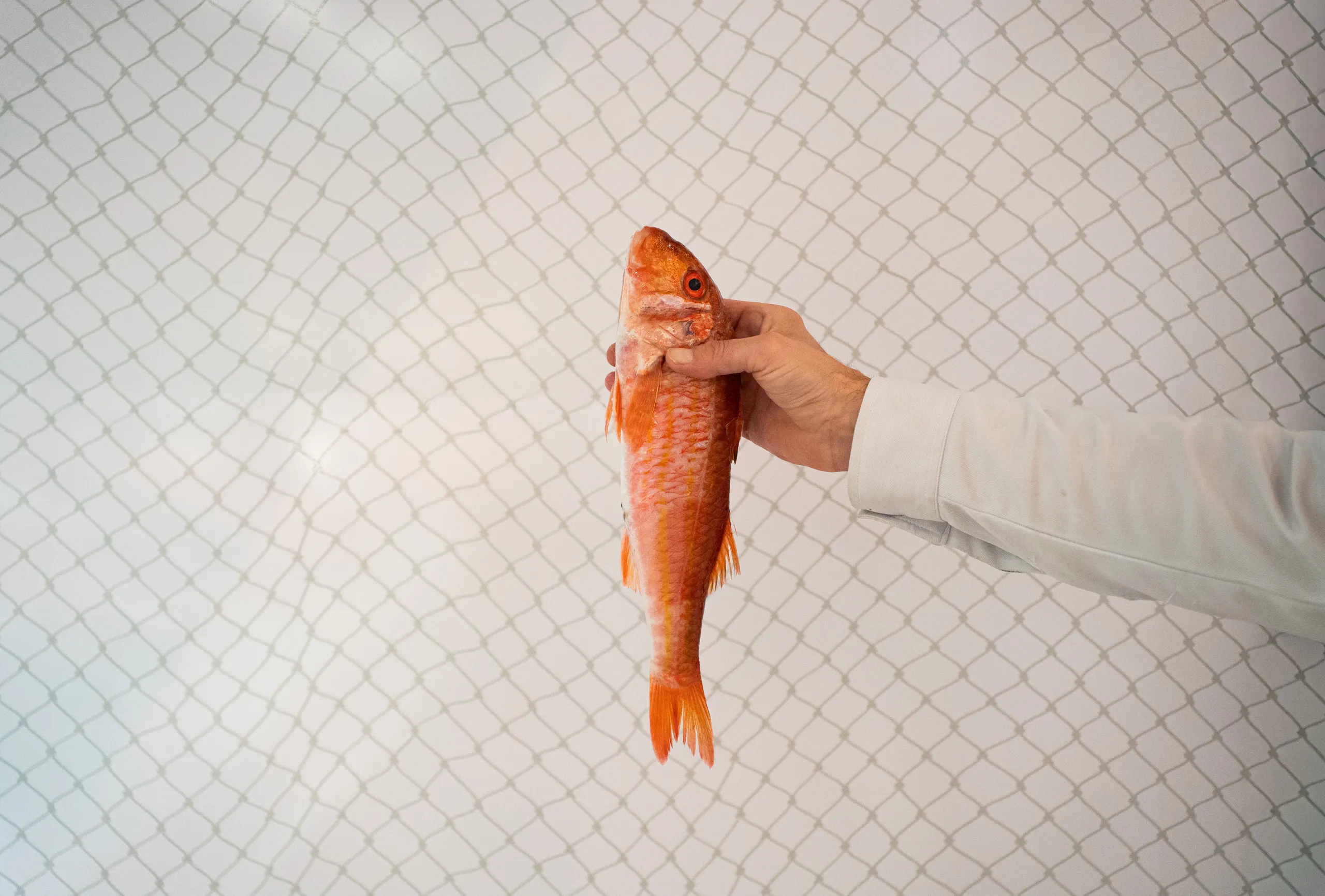 peixateria_salvatge_ribera_manero_9